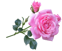 Vaaleanpunaiset kukat